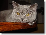 Tut�sek